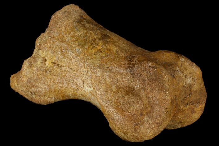 Carcharodontosaurus Phalange (Toe Bone) - Morocco #116845